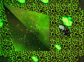 Thumbnail for version as of 18:16, 5 February 2022