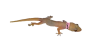 Imagem1.png