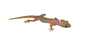 Imagem1.png