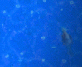 Thumbnail for version as of 10:48, 26 May 2019
