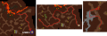 Thumbnail for version as of 16:28, 10 October 2021